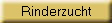 Rinderzucht