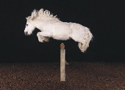 Pegasus